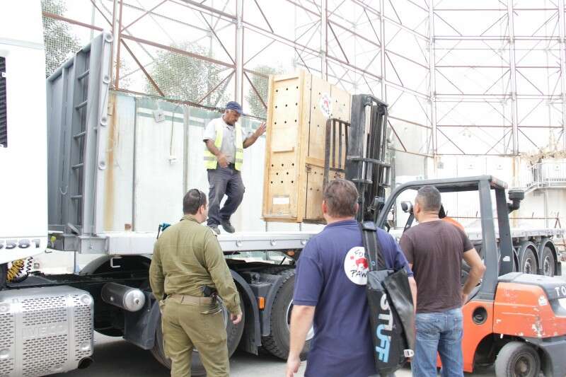 החיות מועברות לישראל לקבלת טיפול הולם // צילום: מתפ"ש